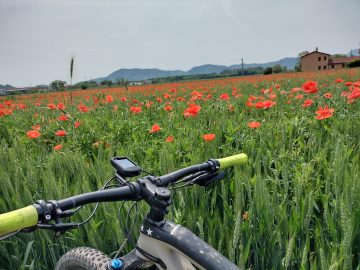 Trek Fuel EX 9.7 2019